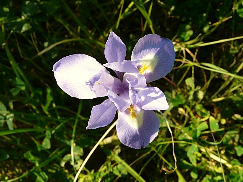 Moraea sisyrinchium / Giaggiolo dei poveretti